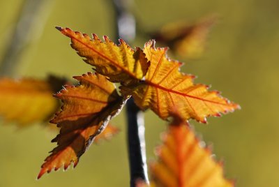 Betula pendula 'Purpurea' - bříza bělokorá 'Purpurea' - jarní listy (2)